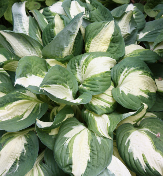 Hosta 'Vulcan' -Ship Only