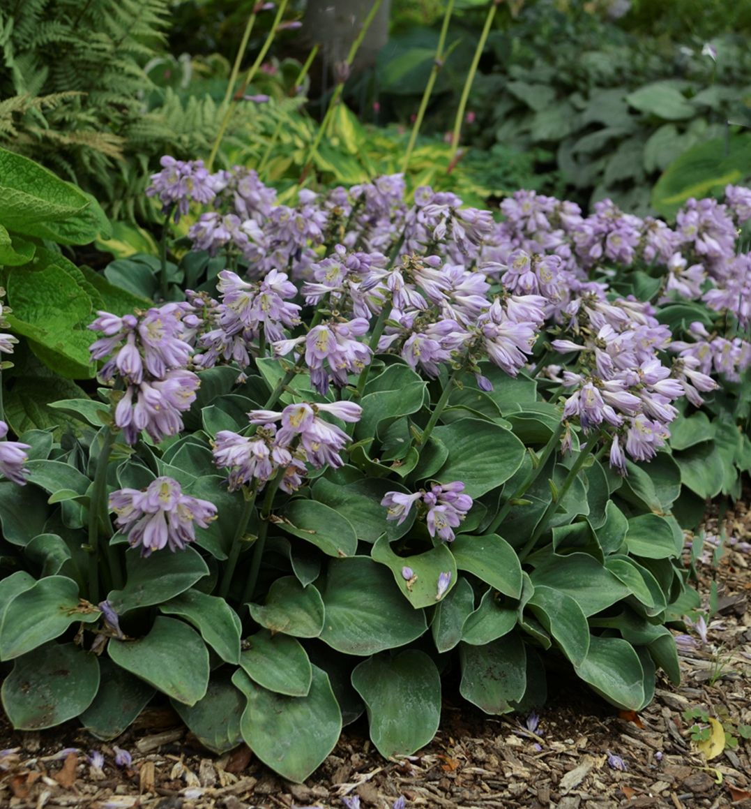 Hosta 'Blue Mouse Ears' -Ship Only