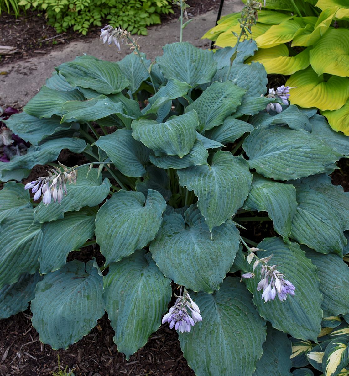 Hosta Shadowland® 'Diamond Lake' -Ship Only
