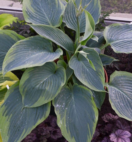 Hosta Shadowland® 'Wu-La-La' -Ship Only