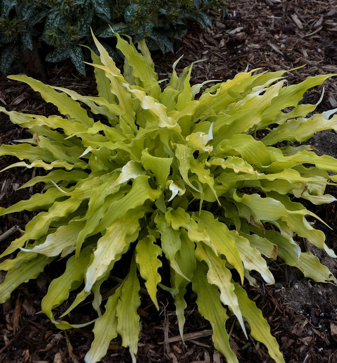 Hosta 'Wiggles And Squiggles' -Ship Only