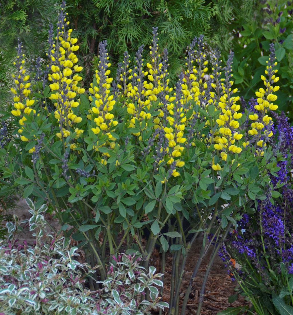 Baptisia Decadence® 'Lemon Meringue' -Ship Only