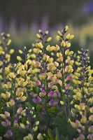 Baptisia Decadence® 'Pink Lemonade' -Ship Only