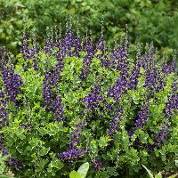 Baptisia Decadence® 'Sparkling Sapphires -Ship Only