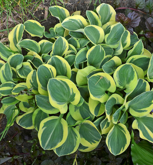 Hosta 'Mighty Mouse' -Ship Only