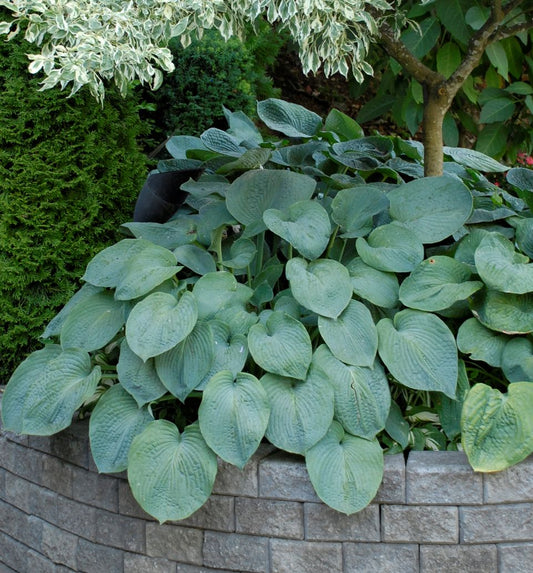 Hosta sieboldiana 'Elegans' -Ship Only