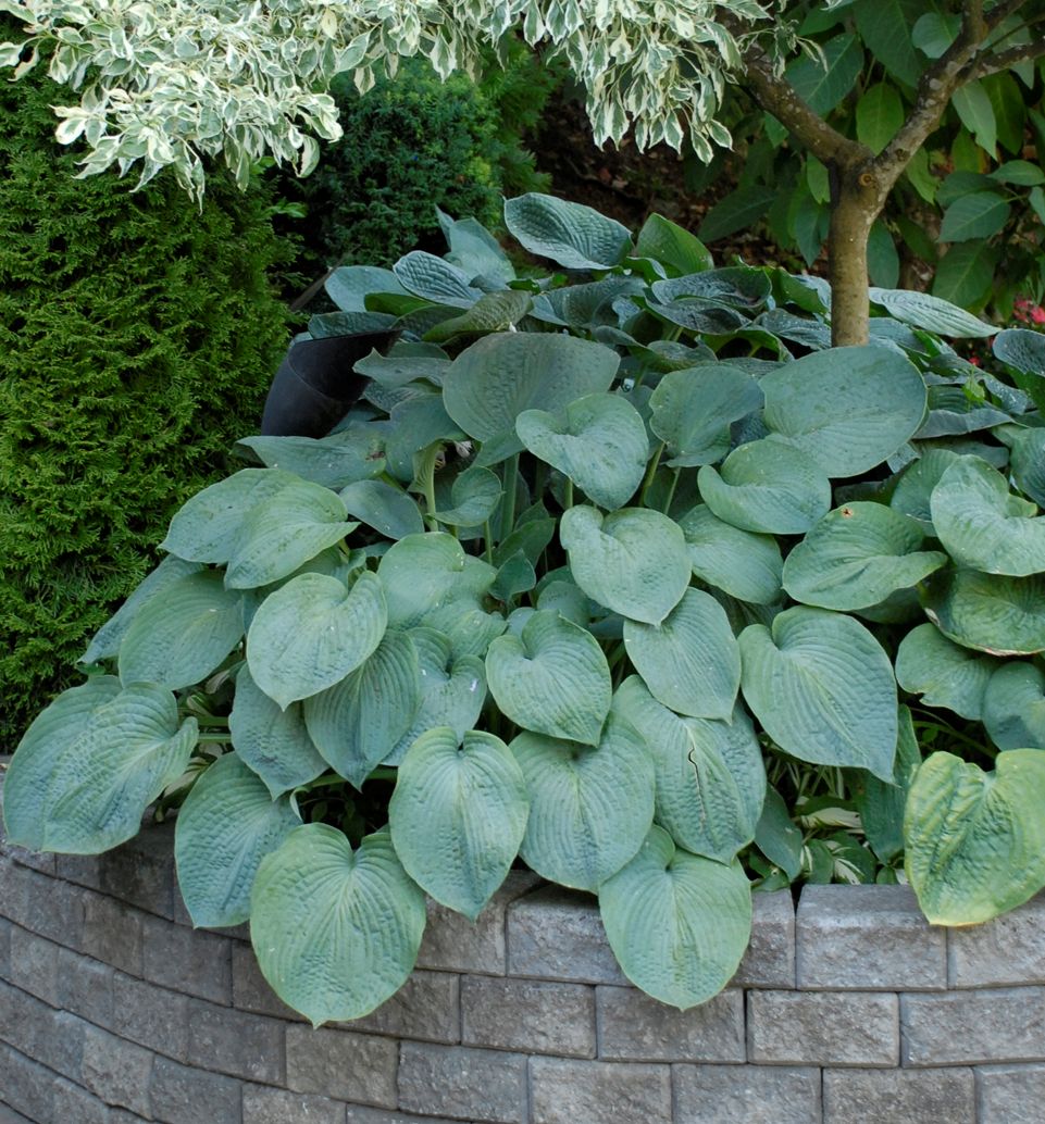 Hosta sieboldiana 'Elegans' -Ship Only