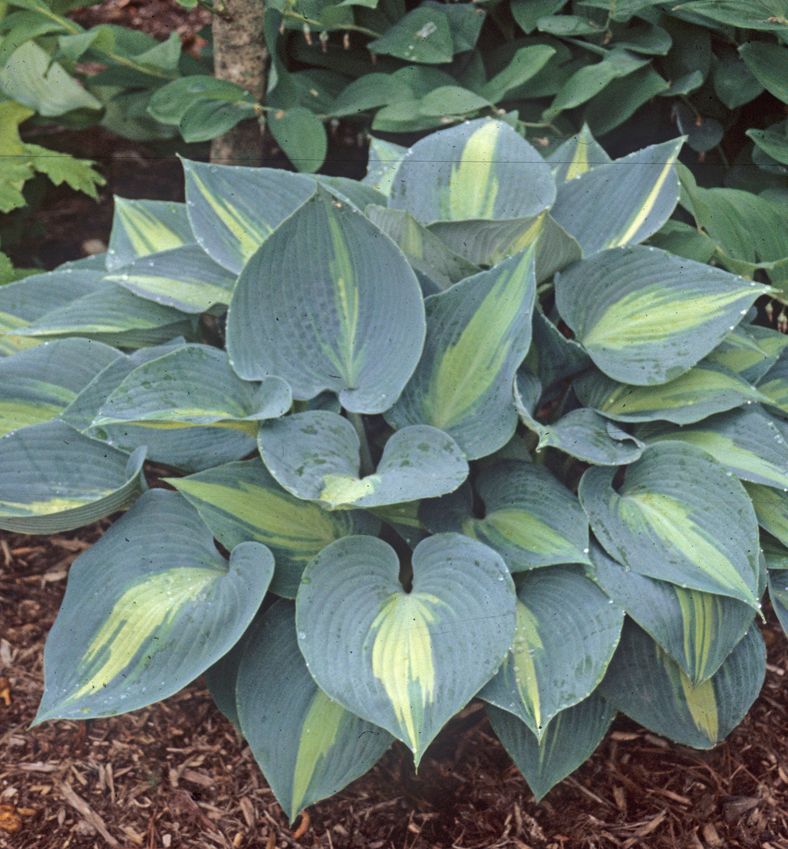 Hosta 'Touch of Class' -Ship Only