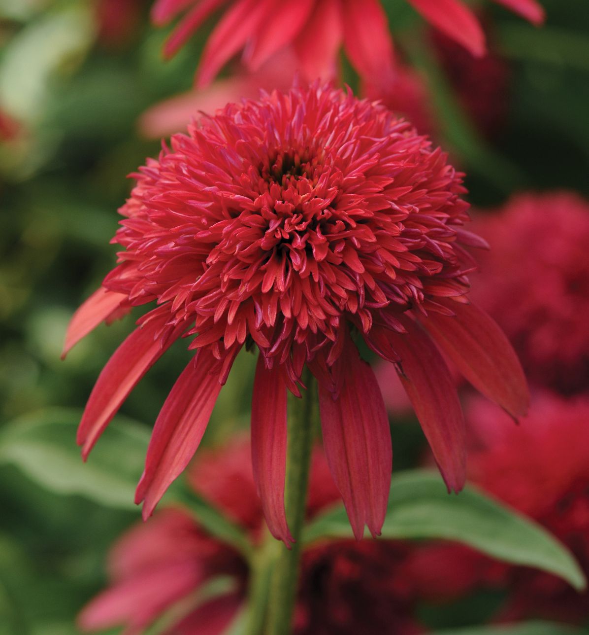Echinacea 'Double Scoop Cranberry' -Ship Only