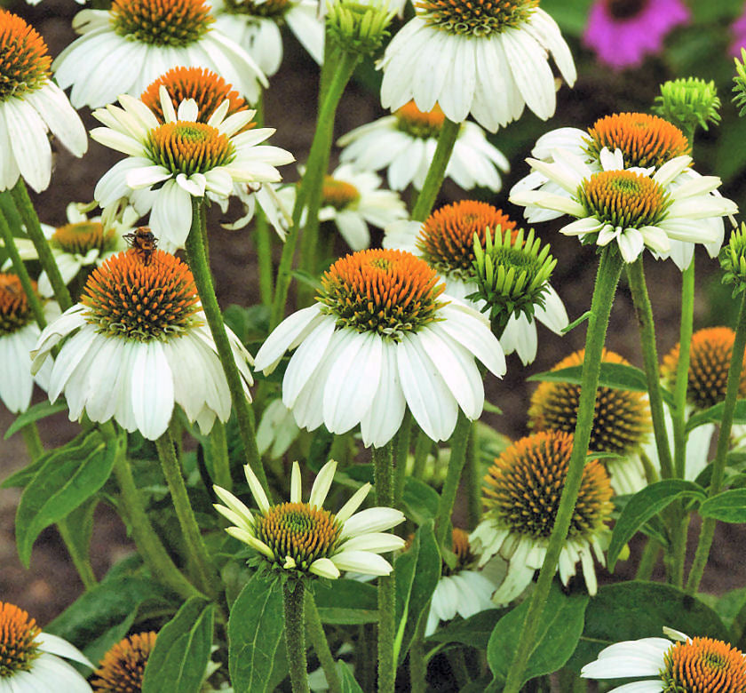 Echinacea p. 'PowWow White' -Ship Only