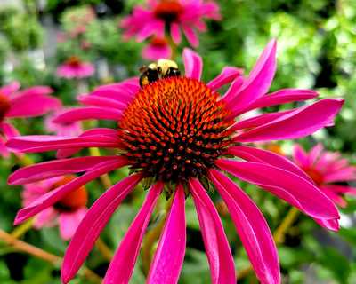 Echinacea p. 'Ruby Star' -Ship Only