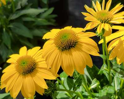Echinacea Sombrero® Lemon Yellow -Ship Only