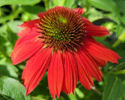 Echinacea Sombrero® Salsa Red -Ship Only