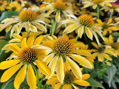 Echinacea Sombrero® Summer Solstice -Ship Only