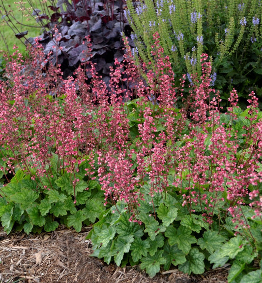 Heuchera 'Berry Timeless' -Ship Only