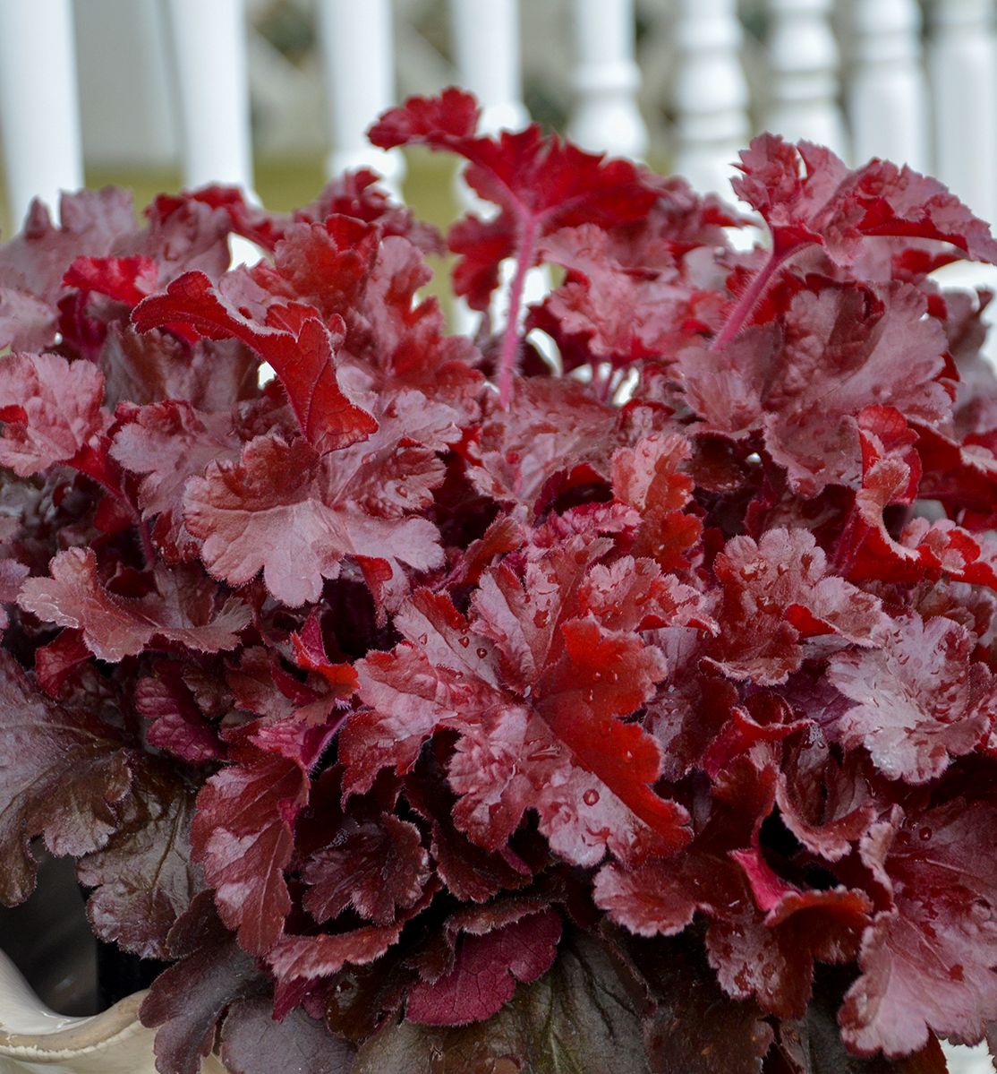Heuchera Dolce® 'Cherry Truffles' -Ship Only