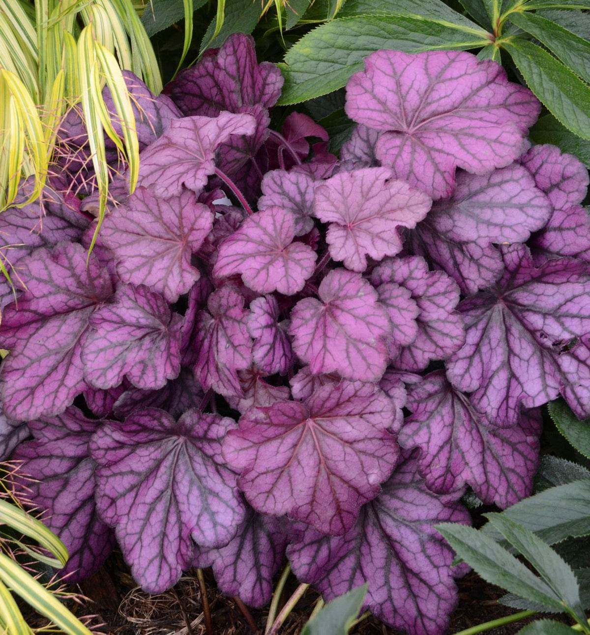 Heuchera Primo® 'Wild Rose' -Ship Only