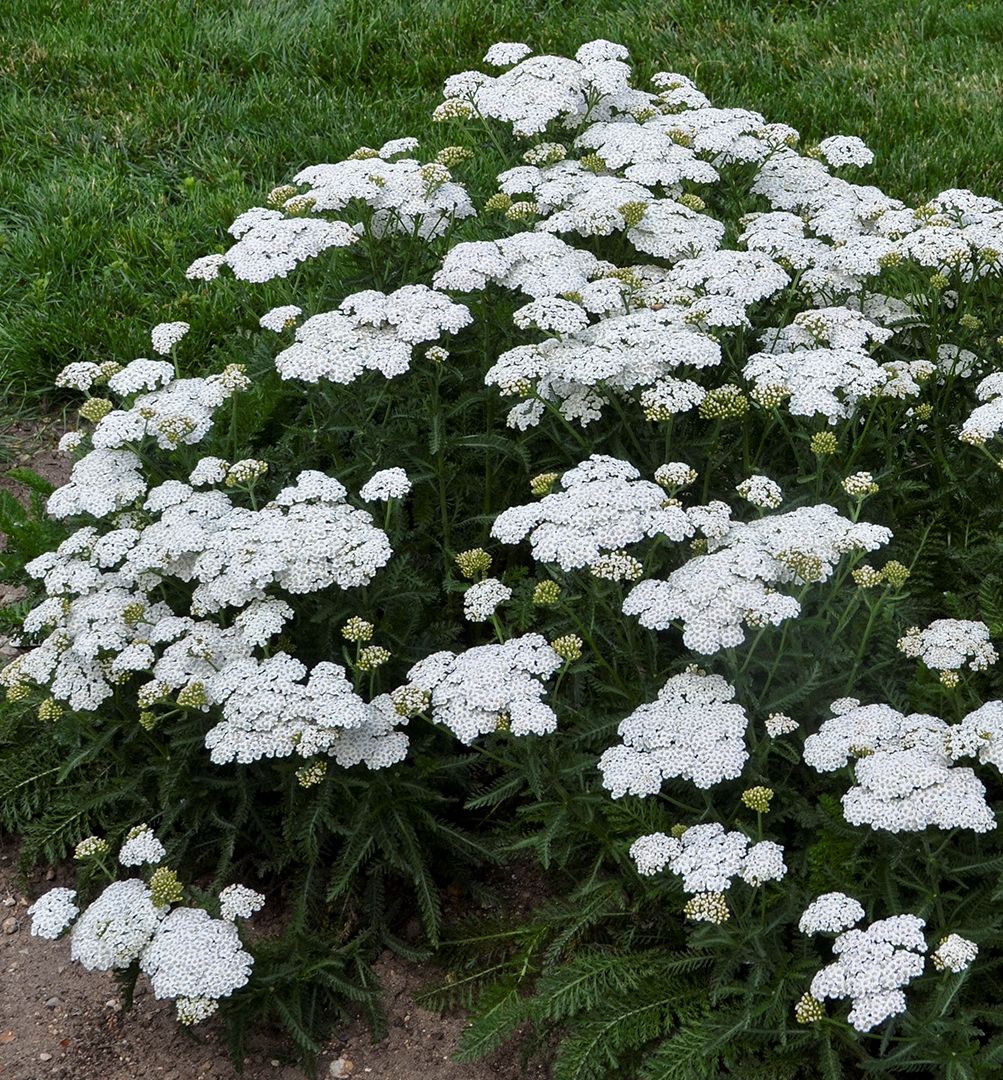 Achillea 'Firefly Diamond' -Ship Only