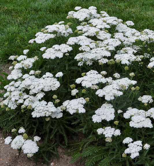 Achillea 'Firefly Diamond' -Ship Only