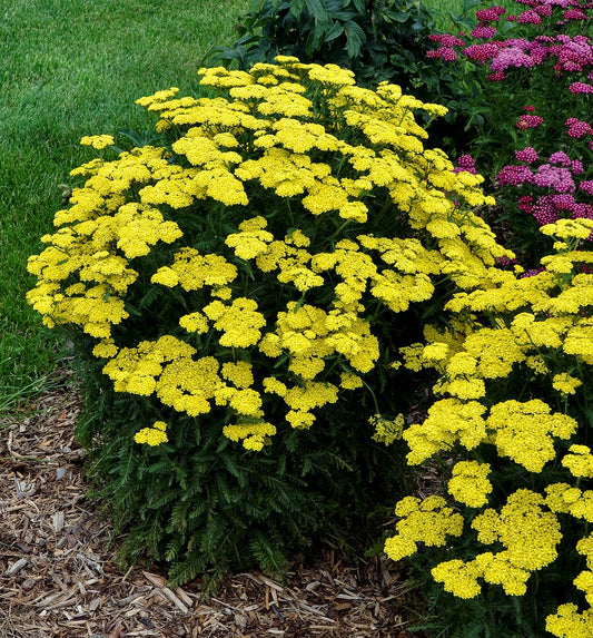 Achillea 'Firefly Sunshine' -Ship Only