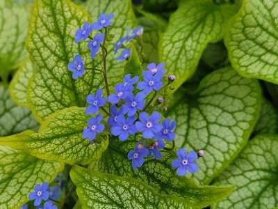 Brunnera m. 'Alexander's Great' -Ship Only