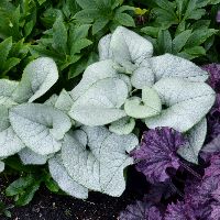 Brunnera m. 'Alexandria' -Ship Only