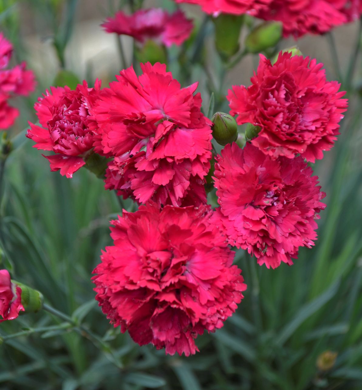 Dianthus Fruit Punch® Cranberry Cocktail -Ship Only