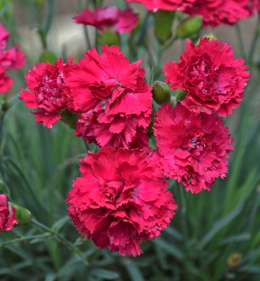 Dianthus Fruit Punch® Cranberry Cocktail -Ship Only