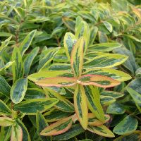 Hypericum c. 'Fiesta' -Ship Only