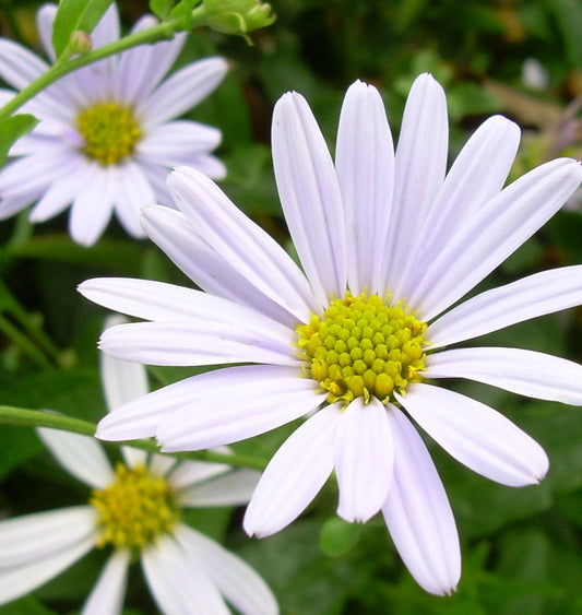Kalimeris incisa 'Blue Star' -Ship Only