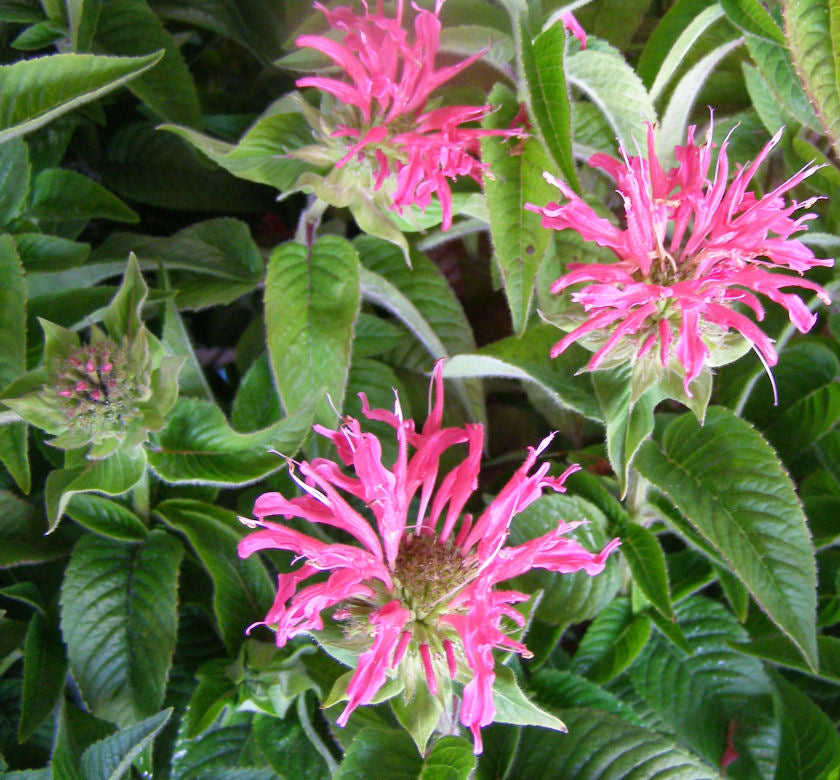 Monarda d. 'Coral Reef' -Ship Only