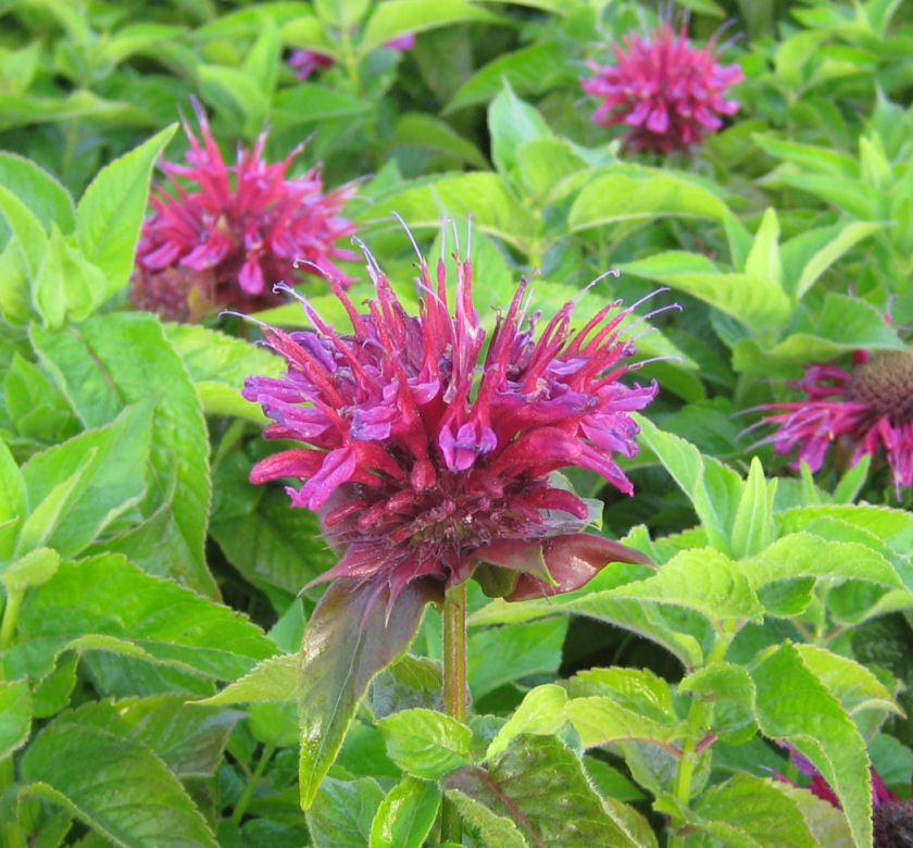 Monarda d. 'Grand Marshall' -Ship Only