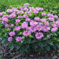 Monarda d. 'Pardon My Lavender II' -Ship Only