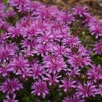 Monarda 'Leading Lady Amethyst' -Ship Only