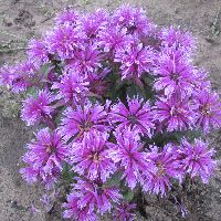 Monarda 'Leading Lady Orchid' -Ship Only