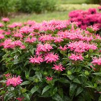 Monarda 'Leading Lady Pink' -Ship Only