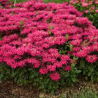 Monarda 'Leading Lady Razzberry' -Ship Only