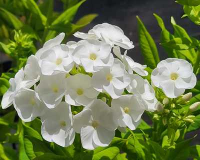 Phlox p. Luminary™ 'Backlight' -Ship Only