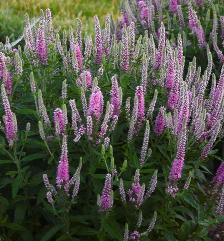 Veronica Magic Show® 'Pink Potion' -Ship Only