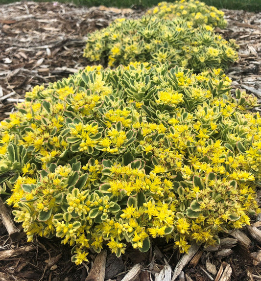 Sedum Rock 'N Grow® 'Boogie Woogie' -Ship Only