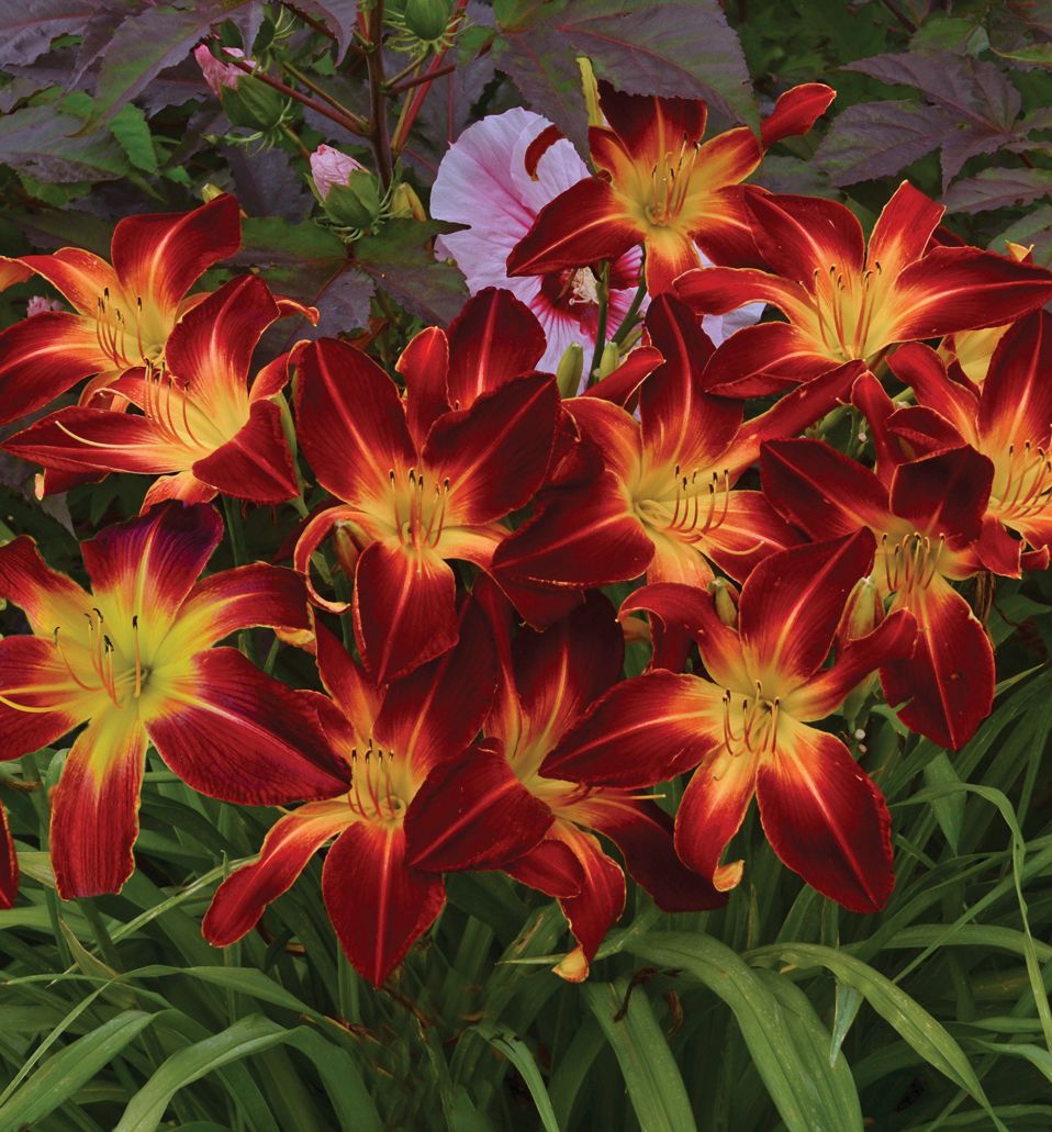 Hemerocallis 'Ruby Spider' -Ship Only
