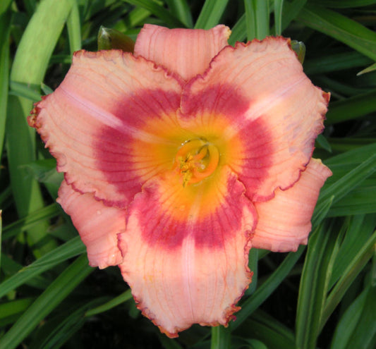 Hemerocallis 'Strawberry Candy' -Ship Only