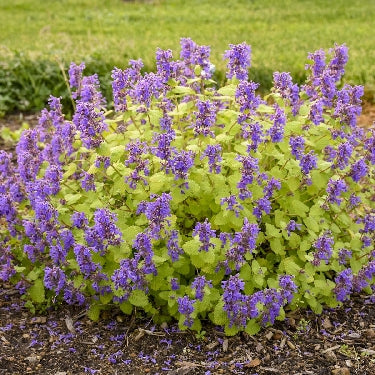 Nepeta 'Chartreuse on the Loose' -Ship Only