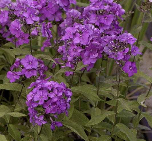 Phlox p. 'Blue Paradise' -Ship Only