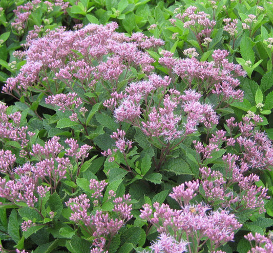 Eupatorium 'Phantom' -Ship Only