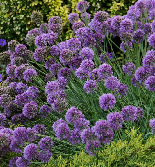 Allium 'Medusa' -Ship Only