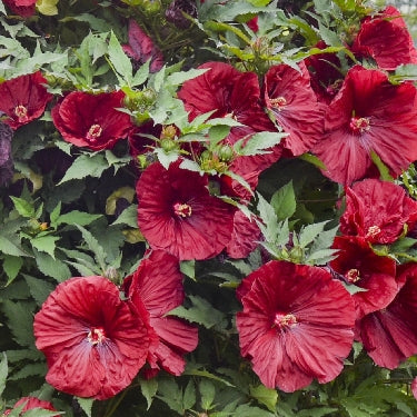 Hibiscus 'Blackberry Merlot' -Ship Only