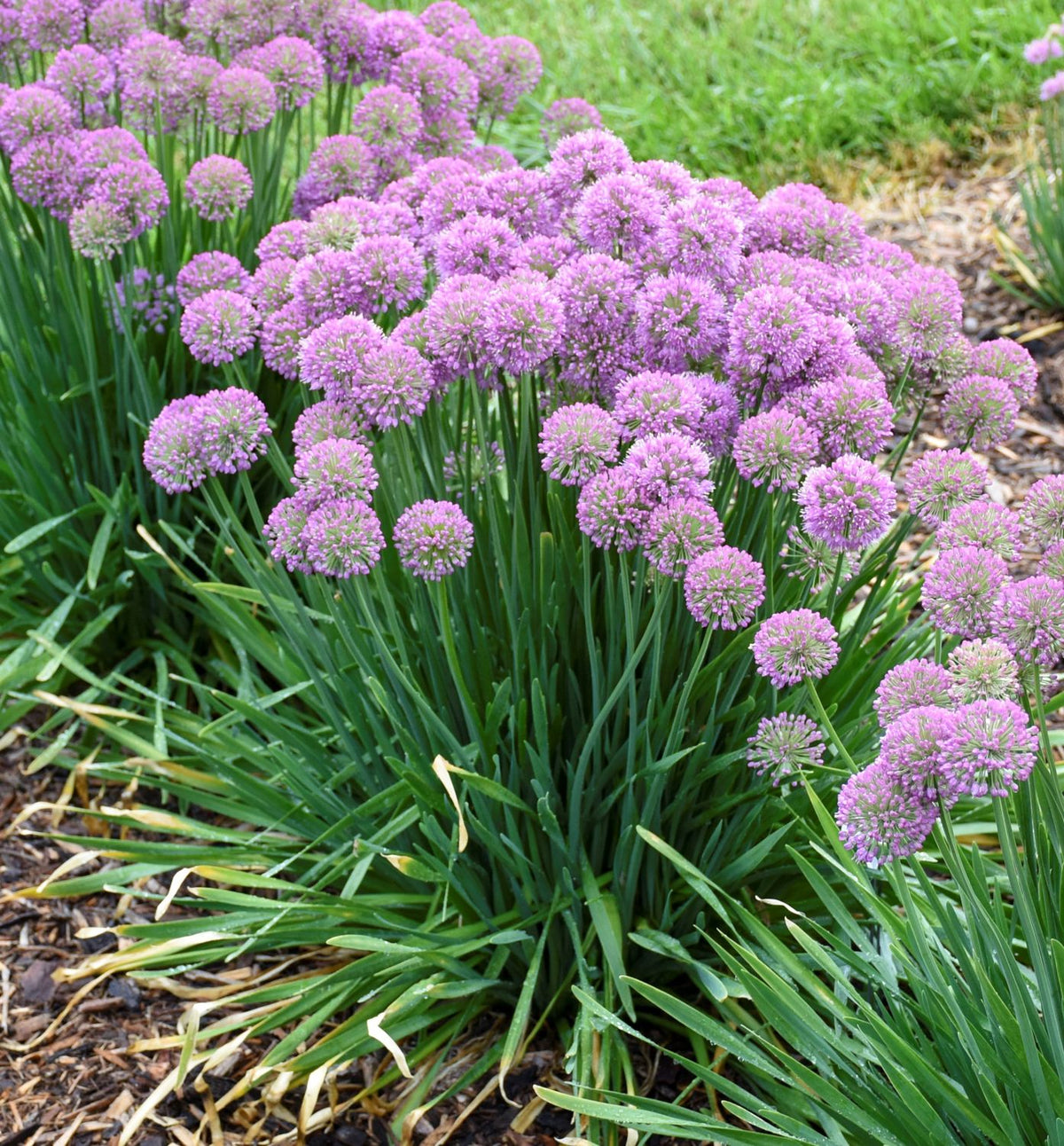 Allium 'Serendipity' -Ship Only
