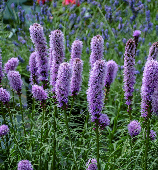 Liatris s. 'Kobold Original' -Ship Only