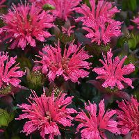 Monarda d. 'Pardon My Rose' -Ship Only